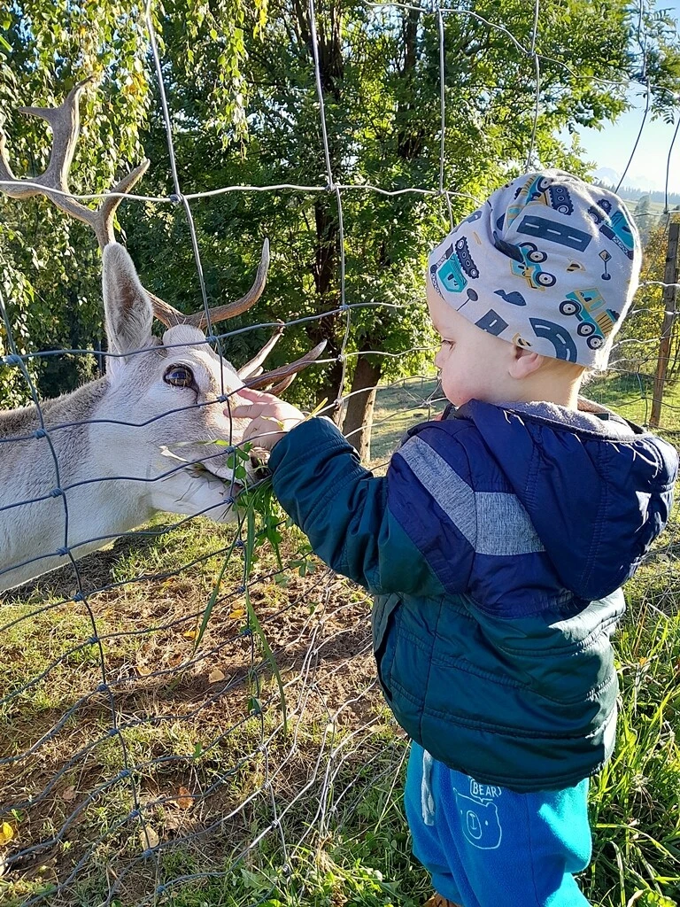 Dziecko karmi jelenia podczas spaceru wśród zwierząt